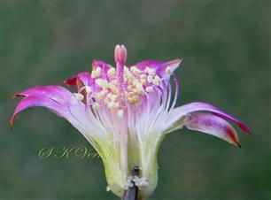  Flower V.S.